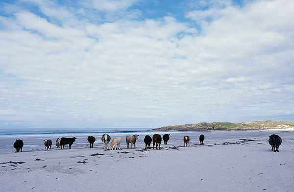 Herd of cattle crossing Balevullin Bay
