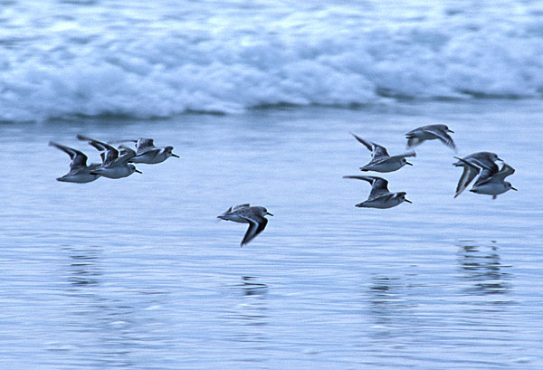 A flight of sanderlings