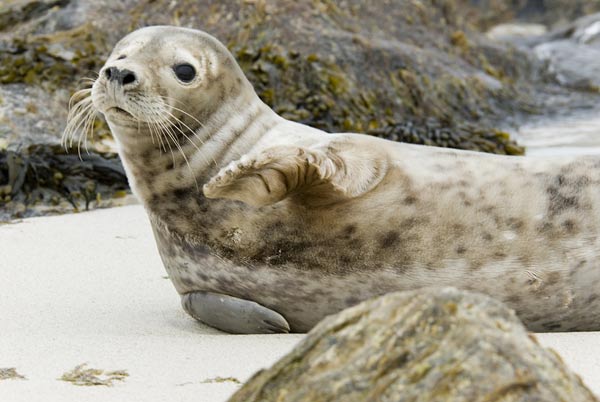Harris Seal