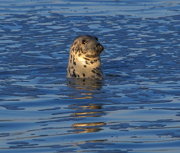 Vaul Bay Seal